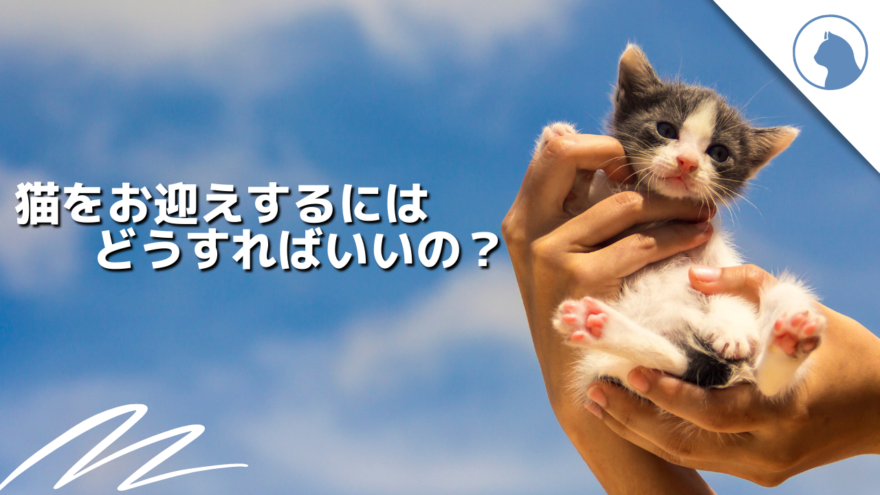 猫をお迎えするには